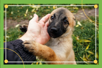 Adoptar para toda la vida un perro